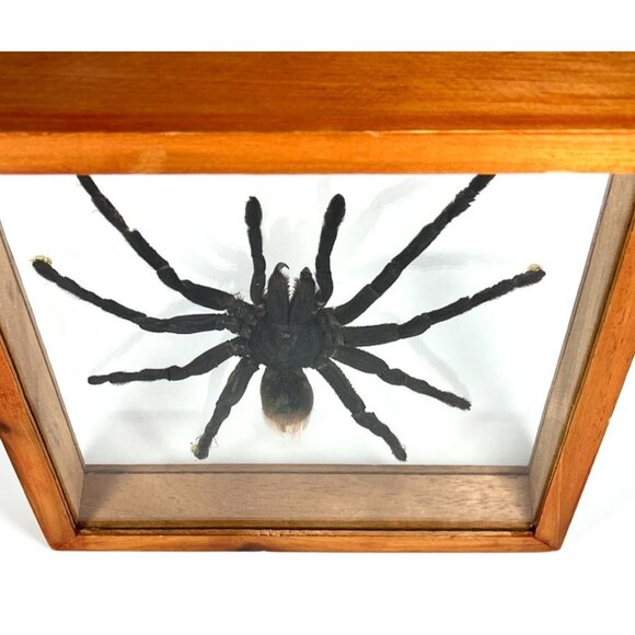 Tarantula Taxidermy Yucatan Rust Rump Giant Hairy Real Spider Between Glass - Picture 15 of 15